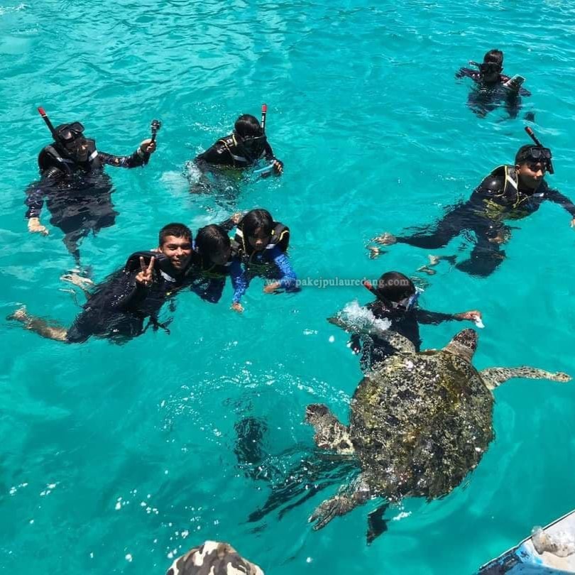 bagi makan penyu 2 Pulau Redang Package | Pulau Redang Day Trip