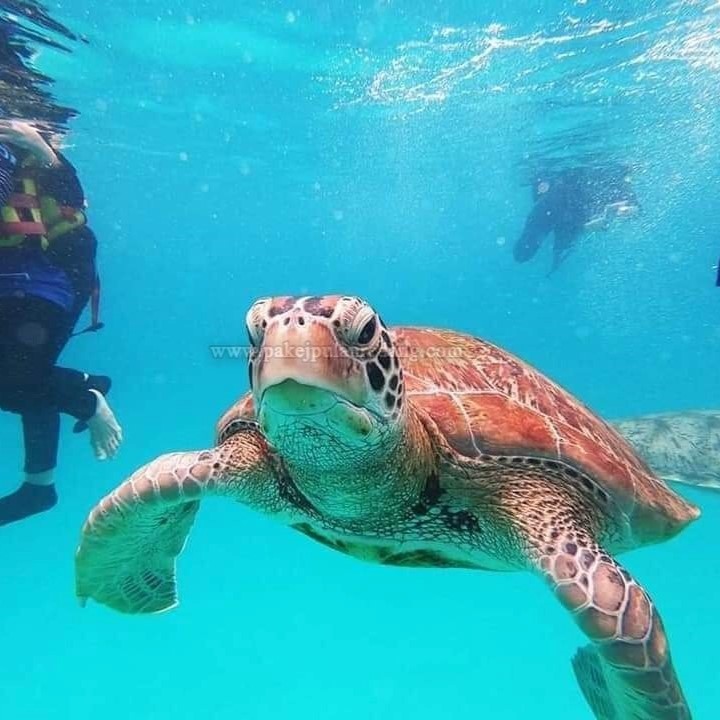 snorkeling penyu redang 1 Pulau Redang Package | Pulau Redang Day Trip